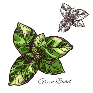 Green basil seasoning vector sketch plant icon