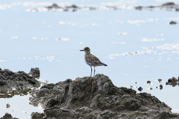 Pacific Golden Plover.