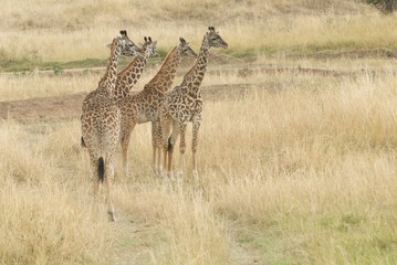 a tower of giraffes