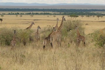Giraffes on the plains