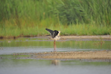 The sea bird