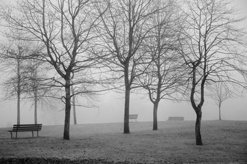 Three park benches on a misty morning