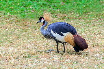 Grey crowned crane.