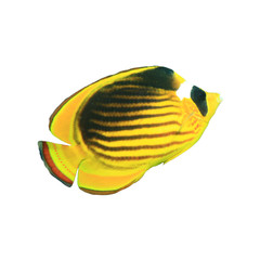 Fototapeta na wymiar Raccoon Butterflyfish fish isolated on white background