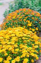 yellow chrysanthemum bush in the garden