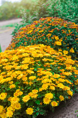 yellow chrysanthemum bush in the garden