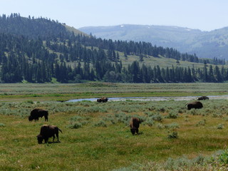 Fototapeta na wymiar Bison Herd, Yellowstone