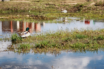 duck in park outdoor