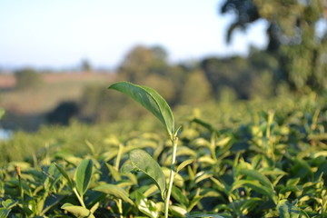 green tea leaf