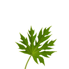 Papaya leaf isolated on white background