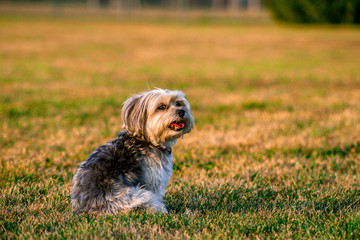 pet photoshoot