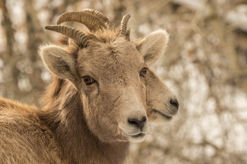 Two Rocky Mountain Bighorn Ewes in Central Idaho