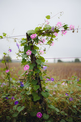 Enredadera Alambrado