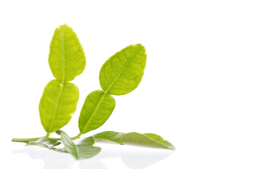 Green leaf, Bergamot leaf isolated on white