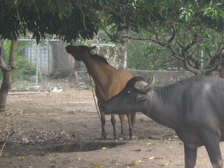 toro y caballo