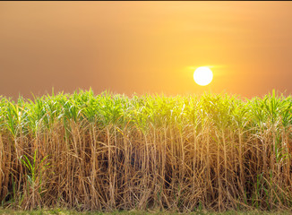 Sugar cane field with sunrise or sunset background