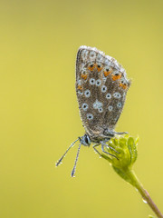 Chalkhill blue butterfly with dew drops