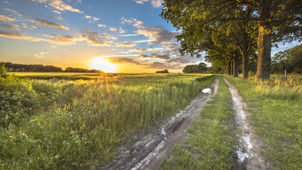 Fototapeta na wymiar Wheat field along track with large old oaks