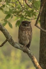 Brown Fish Owl from Bandipur Tiger Reserve Karnataka India