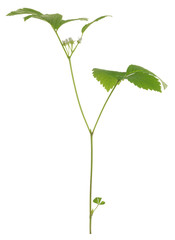 Stone bramble, Rubus saxatilis plant with flowers isolated on white background