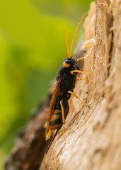 Female giant woodwasp, Urocerus gigas on fir wood 