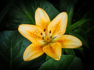 Fototapeta premium Single Yellow/Orange Asiatic Lily Blossom with Natural Green Background