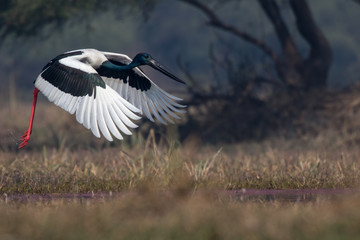 Black Necked Stork from Bharatpur Rajasthan India