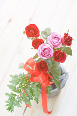 Pink Rose with red rose background petals for valentines day.