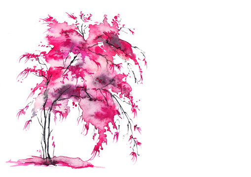 Single cherry sakura pink tree isolated. Watercolor drawing. A tree with earrings, a bush, a bloom, a cherry. Art illustration.