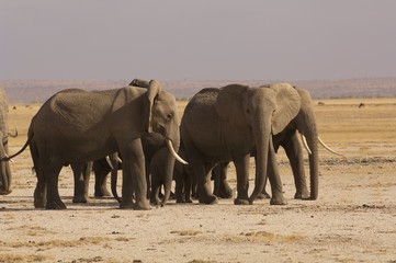 Elephant Herd