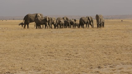 Herd of elephants Masi Mara