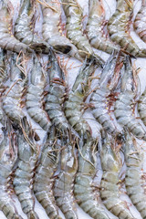 fresh shrimps 3