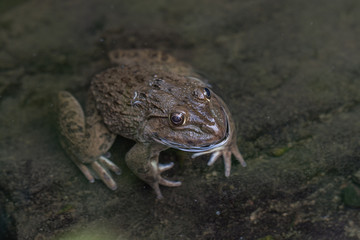 bullfrogs in water