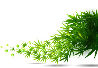 Frame formed with hemp (marijuana) leaves isolated on white.