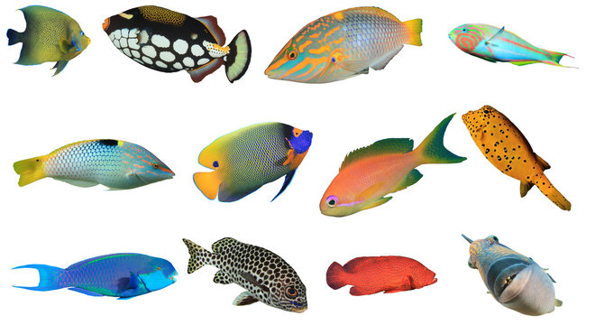 Reef fish of Indian and Pacific Oceans and Red Sea. Tropical fish isolated on white background