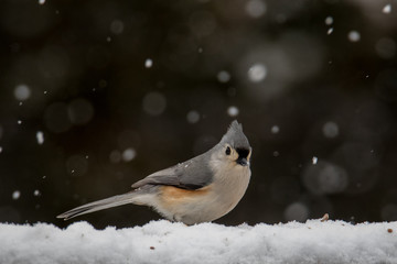 Tufted titmouse in the snow
