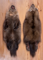 Fur skins of Barguzin sable