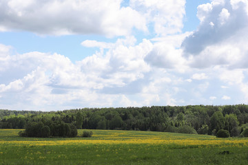 Landscape is summer. Green trees and grass in a countryside land