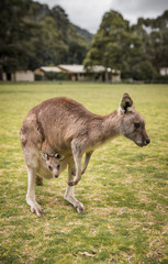 Naklejka na ściany i meble Kangaroos, native Australian Wildlife animals