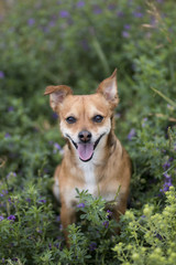 Cute Dog Portrait - 1