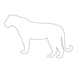 vector, isolated, outline of a tiger stands on a white background