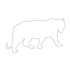  outline of a tiger stands on a white background