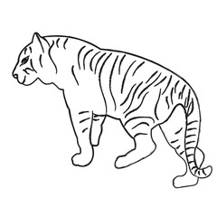 vector, isolated sketch of a tiger is standing