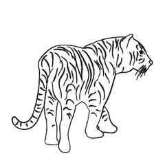 vector, isolated sketch of a tiger
