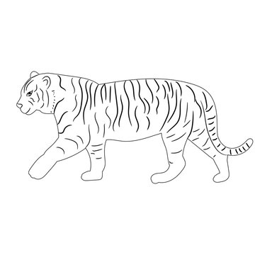 vector, isolated sketch of a tiger, predator