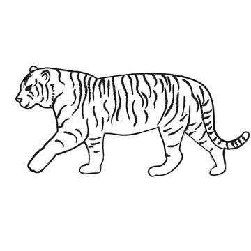 sketch of a tiger is coming