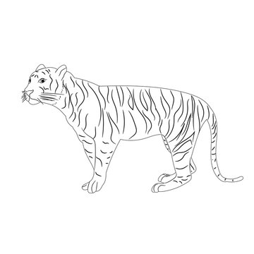 vector, isolated sketch of a tiger is standing
