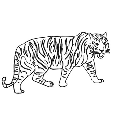 vector, isolated sketch of a tiger is coming