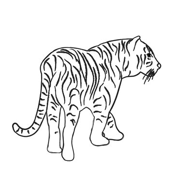 vector, isolated sketch of a tiger