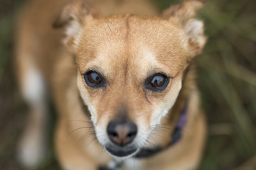 headshot of cute dog